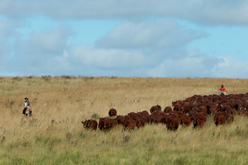 Fazenda de gado - RS