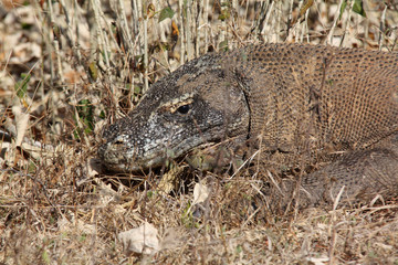Dragon de Komodo, île de Komodo (Indonésie)