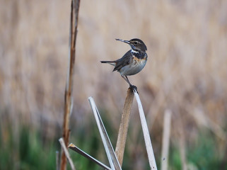 Bird schoenobaenus acrocephalus sitting at the cane