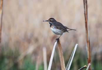 Bird schoenobaenus acrocephalus sitting at the cane and keeping insect at the beak