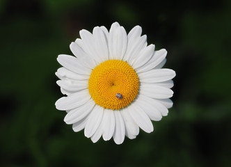 Fototapeta premium Bug at the daisy wheel top view