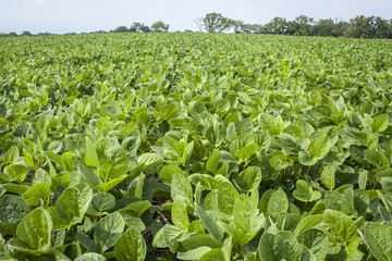 A large, green field of soybeans in July in Wisconsin.
