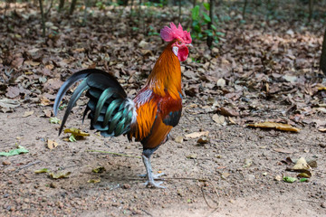 A rooster stand on the ground