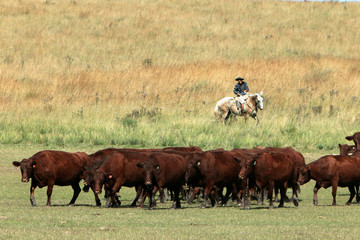 Fazenda de gado - RS