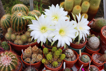 Obraz na płótnie Canvas White flowering cactus in a greenhouse