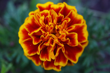 french marigolds flower