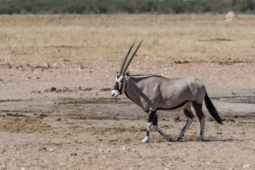 Oryx