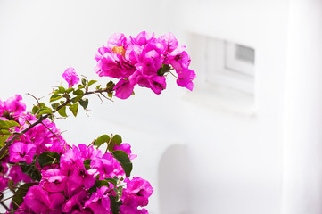 Fototapeta premium Bougainvillea pink flowers closeup. Flower texture.