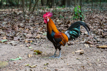 A rooster stand on the ground