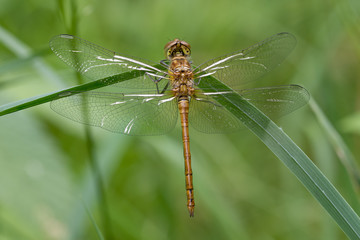 Common Darter