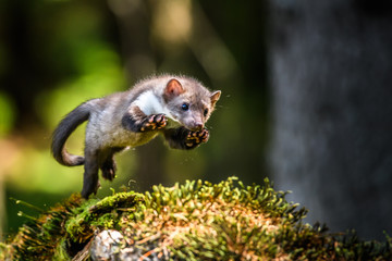 Stone marten, Martes foina, with clear green background. Beech marten, detail portrait of forest animal. Small predator sitting on the beautiful green moss stone in the forest. Wildlife scene, France.