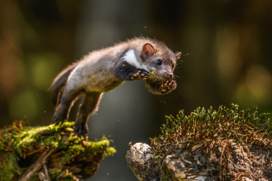 Stone marten, Martes foina, with clear green background. Beech marten, detail portrait of forest animal. Small predator sitting on the beautiful green moss stone in the forest. Wildlife scene, France.