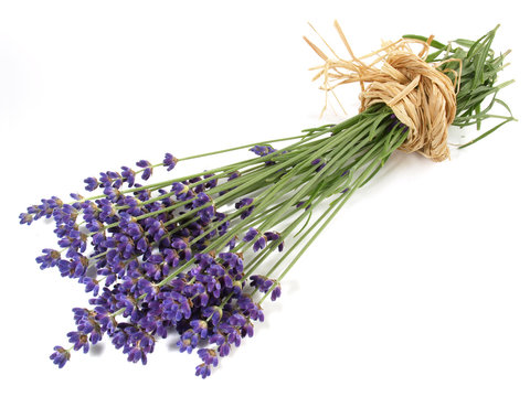 Lavendel