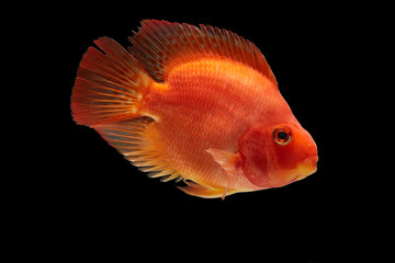 red Amphilophus in black background