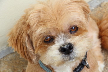 Chien Lhassa Apso 