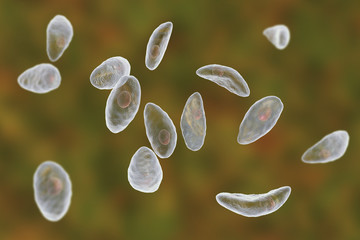 Parasitic protozoans Toxoplasma gondii which cause toxoplasmosis in tachyzoite stage, 3D illustration