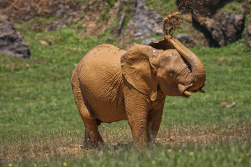 Fototapeta na wymiar Elefante bebé