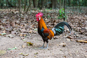 A rooster stand on the ground