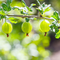 Bush of gooseberries with ripe fruits.