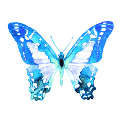 beautiful bluek butterfly,watercolor,isolated on a white