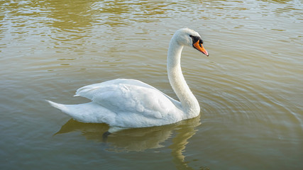 white swan swimming in the river