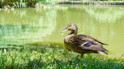a duck standing by the pond