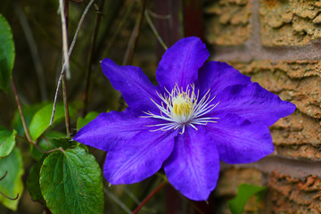 Purple clematis flower