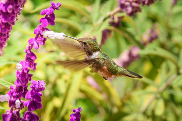 Hummingbird(Trochilidae)