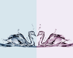 Two colored water swans in love swimming.