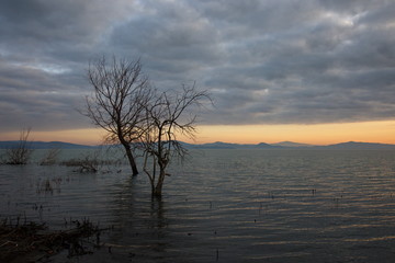 Sunset at the lake, with skeletal trees and plants, and beautiful, moody and colorful sky