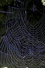 The spiderweb