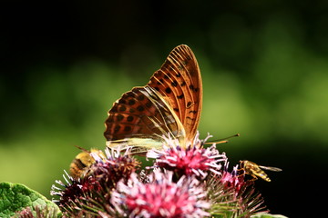 The collective breakfast