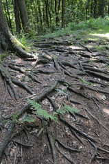baumwurzeln im wald