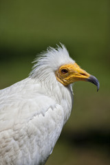 Águila