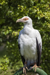 Águila blanca