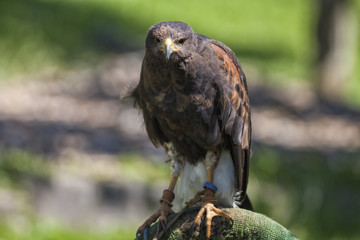 Águila de cetrería