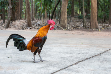 Rooster stand on concrete floor