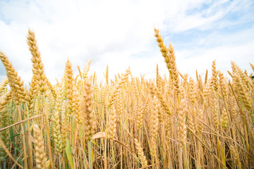 A field of ripe wheat road and a blue sky with clouds. Panoramic view