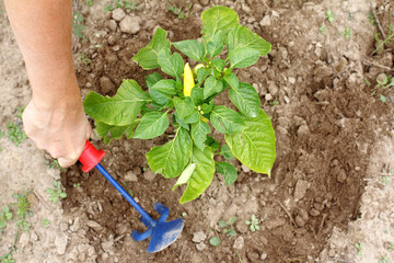 Work on growing vegetables/ gardener cultivates land around the bush with green pepper, top view