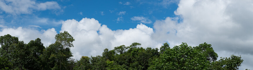 Tree top and blue sky. (panorama)