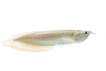 Silver arowana in white background, Osteoglossum bicirrhosum