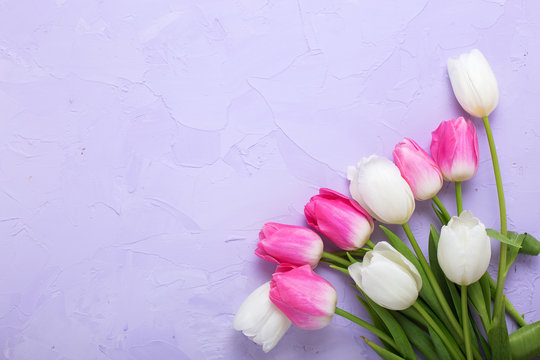 Pink and white tulips flowers on violet textured  background.