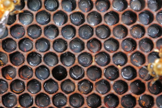 Larves d'abeilles