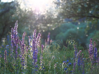Lavender dream