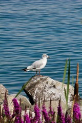 oiseau de mer