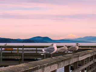 View on Mt. Baker from Sidney, Vancouver Island, Canada