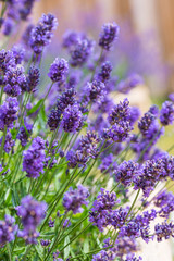 lavender blooms, lavender flower