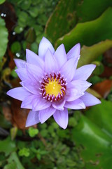 nénuphar © alehaux