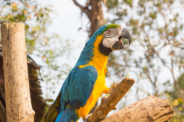 Colorful macaws parrot sitting on branch background.