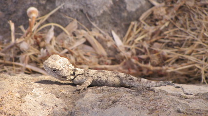 Lizard